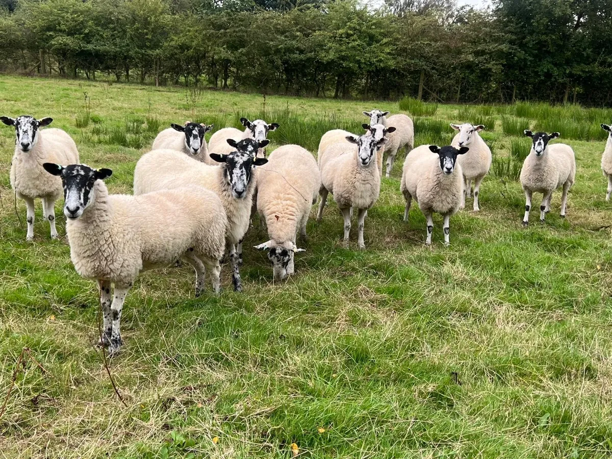 Mule Hoggets - Image 2