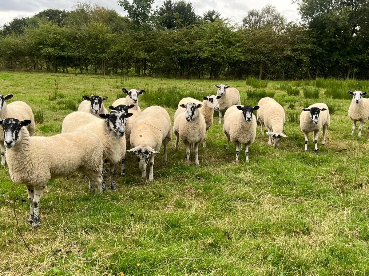 Mule Hoggets - Image 3