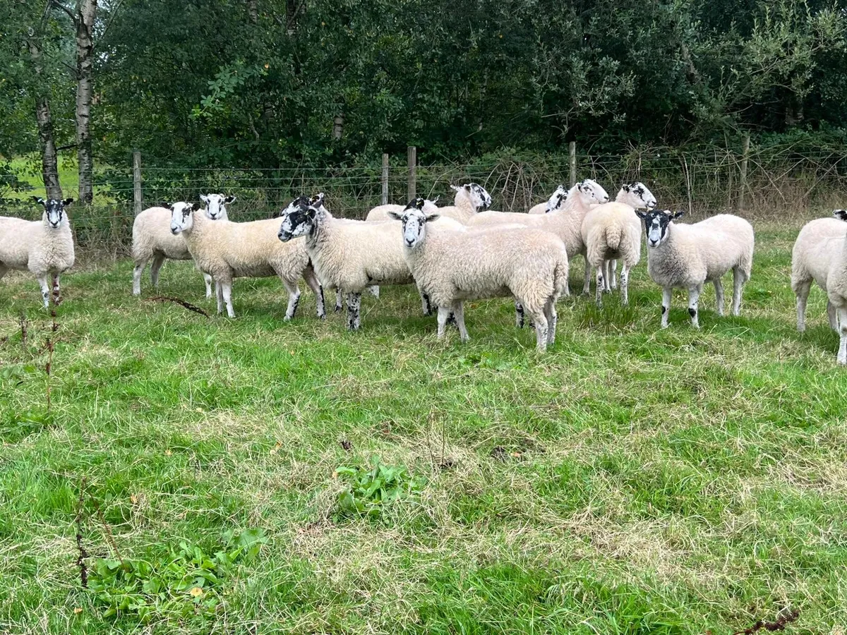 Mule Hoggets - Image 4