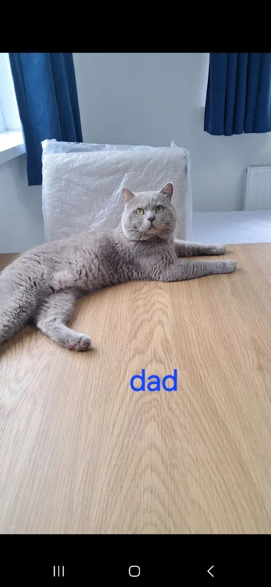 Pure British Shorthair kittens - Image 4