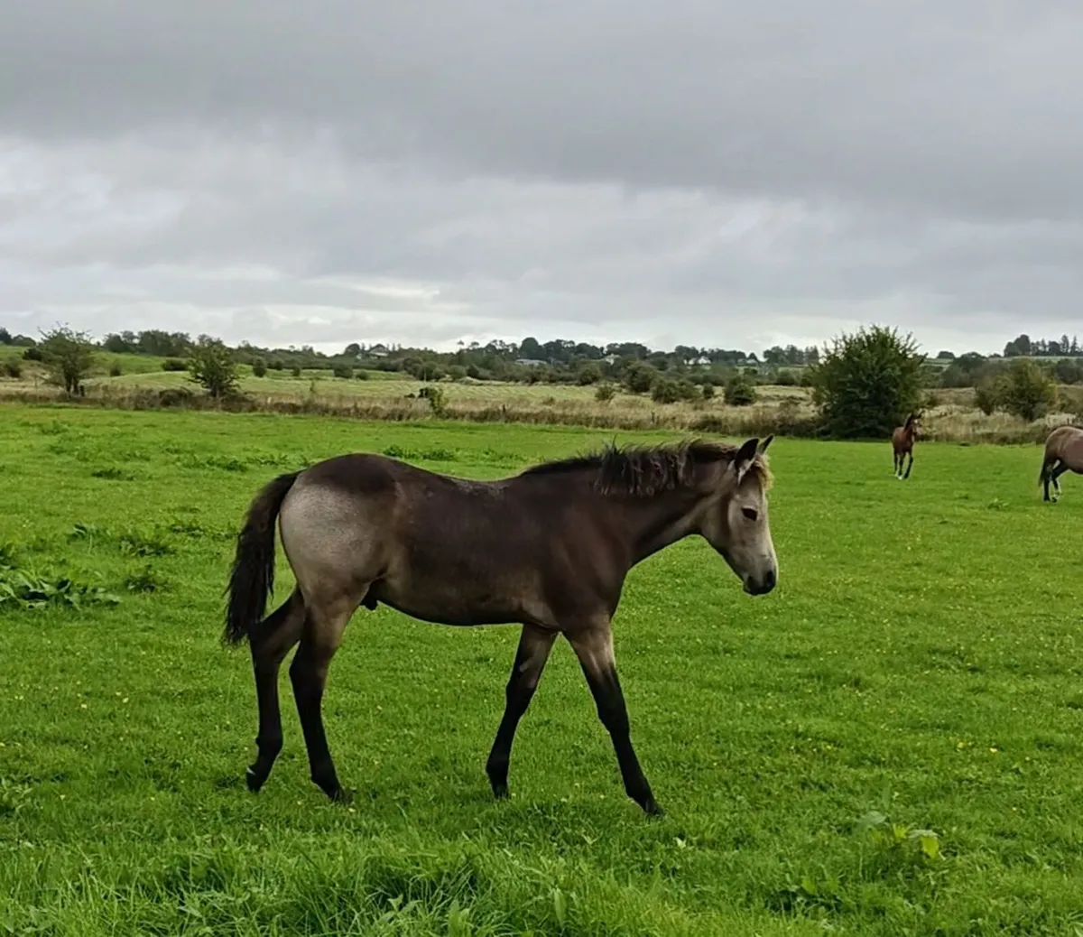 ✨Top class CP colt ✨ - Image 4