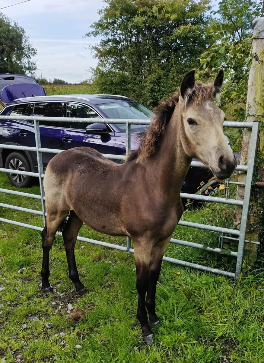 ✨Top class CP colt ✨ - Image 1