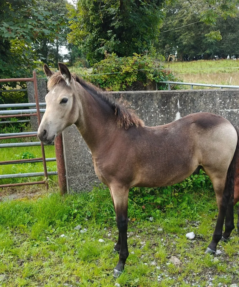 ✨Top class CP colt ✨ - Image 2