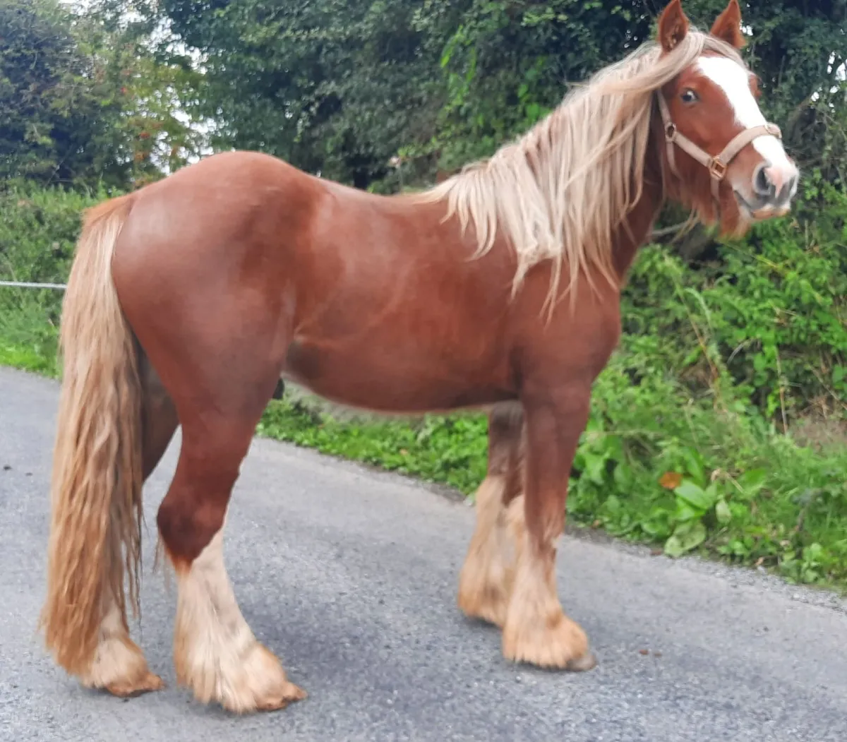 Heavy Chestnut Colt - Image 1