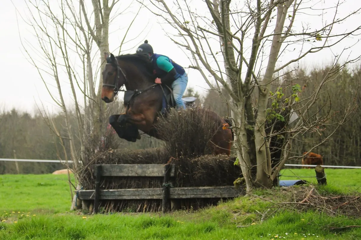 16.2h 5 year old bay gelding LOT 401 GORESBRIDGE - Image 1