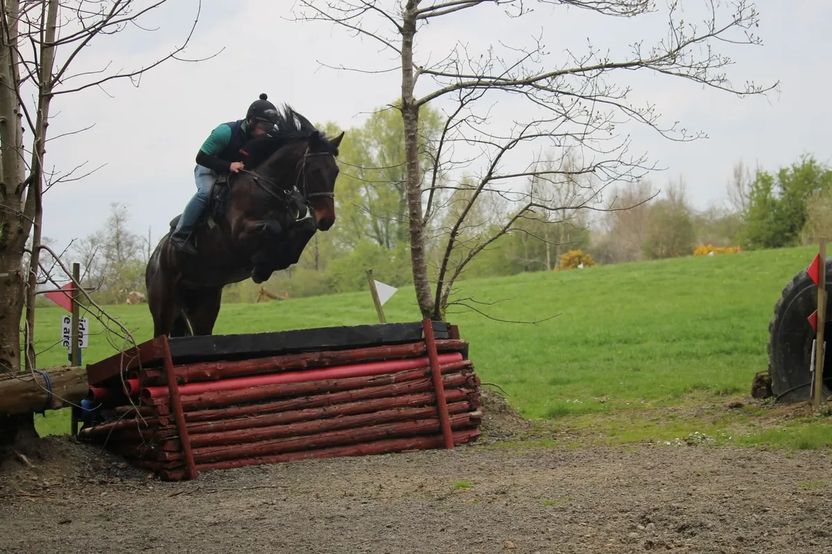 16.2h 5 year old bay gelding LOT 401 GORESBRIDGE - Image 4