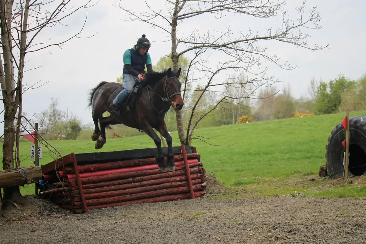 16.2h 5 year old bay gelding - Image 4