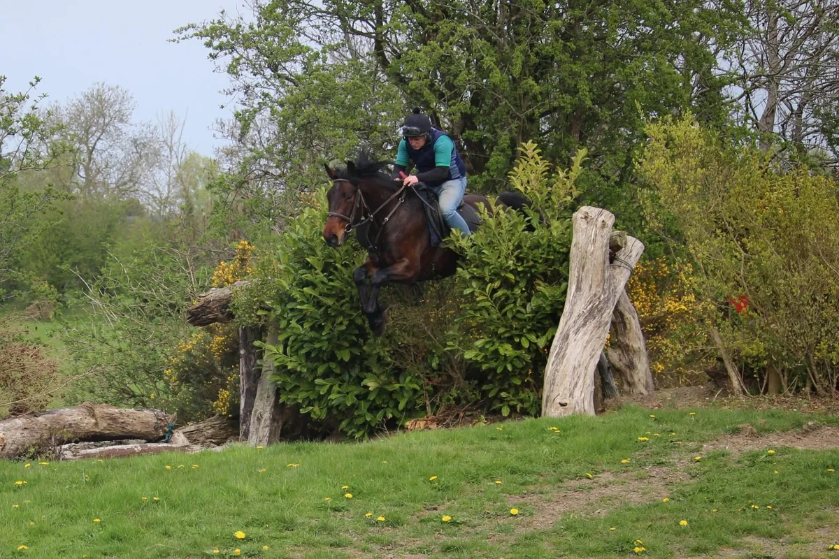 16.2h 5 year old bay gelding LOT 401 GORESBRIDGE - Image 3