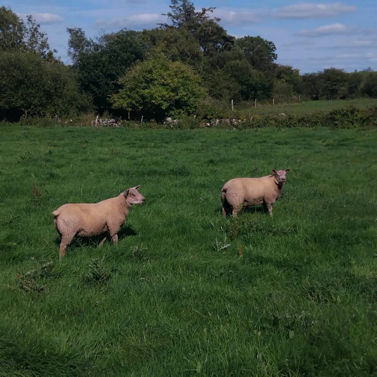 WANTED ROUGE HOGGET EWES