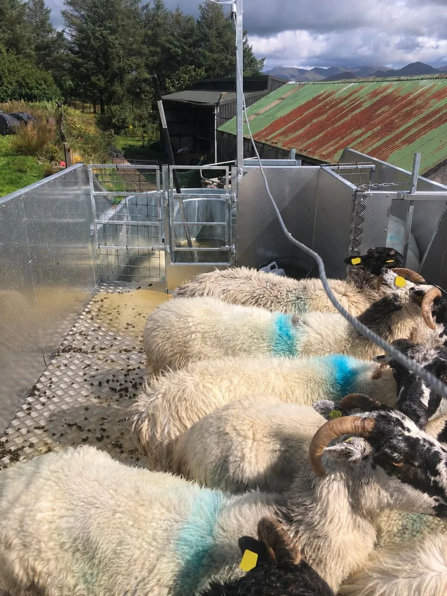 MOBILE SHEEP PLUNGE DIPPING SERVICE - Image 2