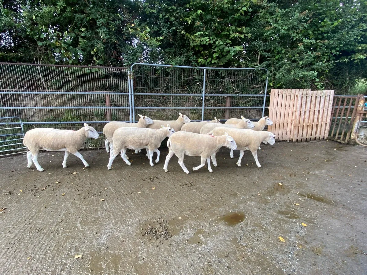 Top quality PBR Lleyn ewe hoggets - Image 4