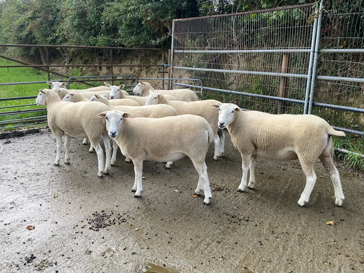 Top quality PBR Lleyn ewe hoggets - Image 2