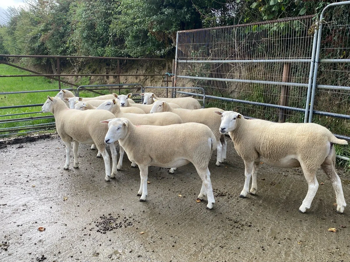 Top quality PBR Lleyn ewe hoggets - Image 3