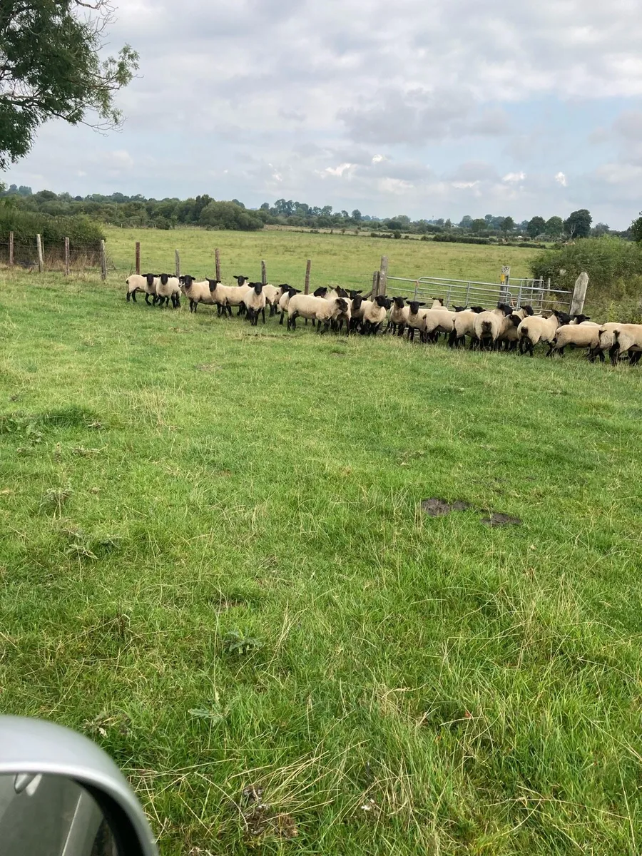 Ewe Hoggets - Image 1