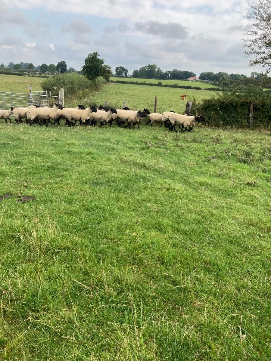 Ewe Hoggets - Image 2
