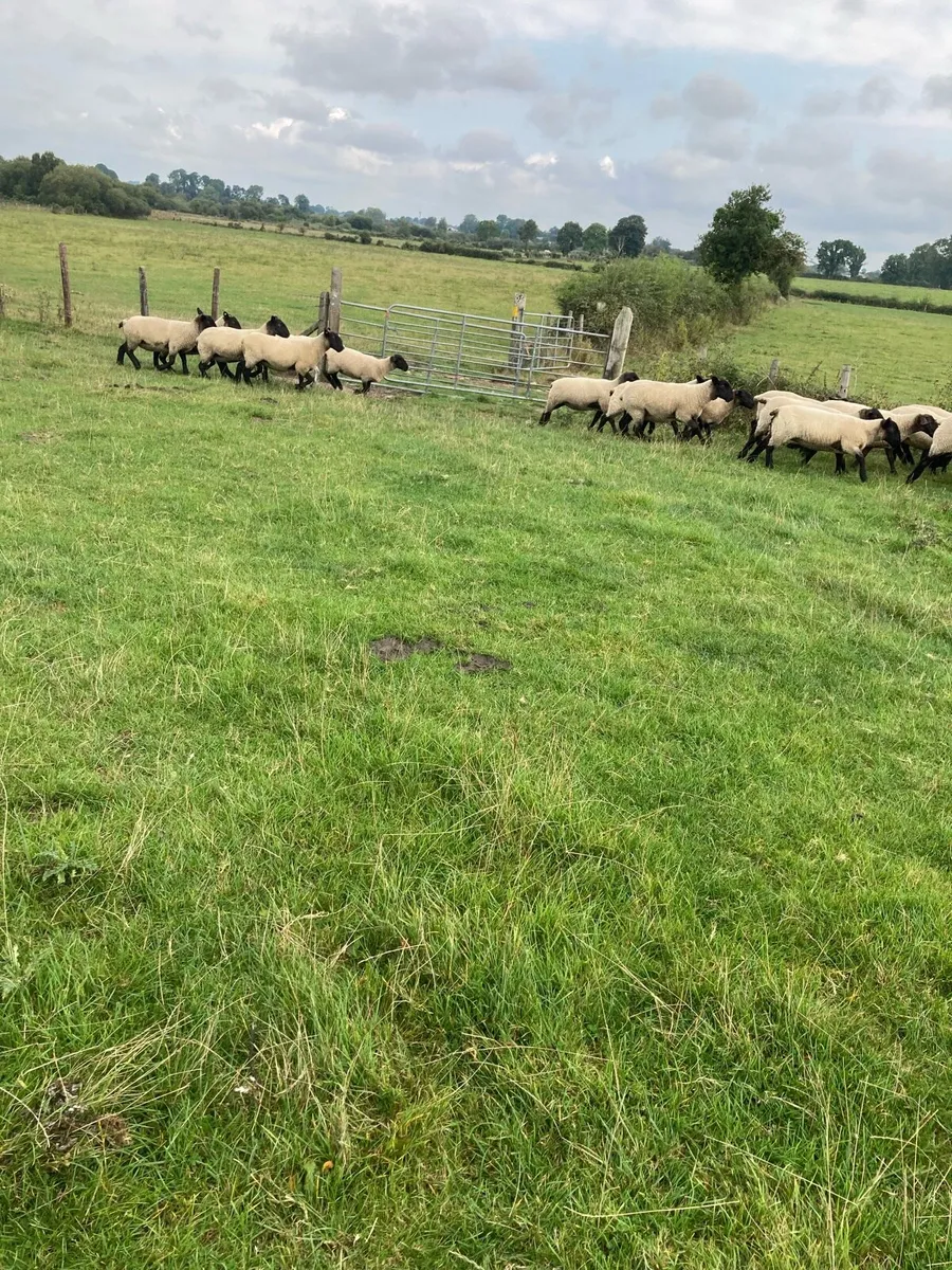 Ewe Hoggets - Image 3