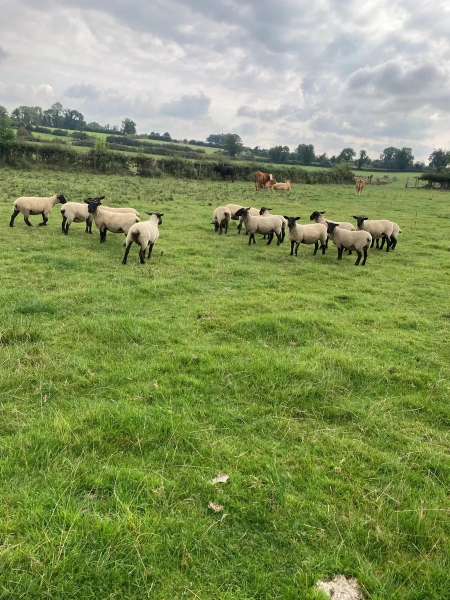 Ewe Hoggets - Image 4