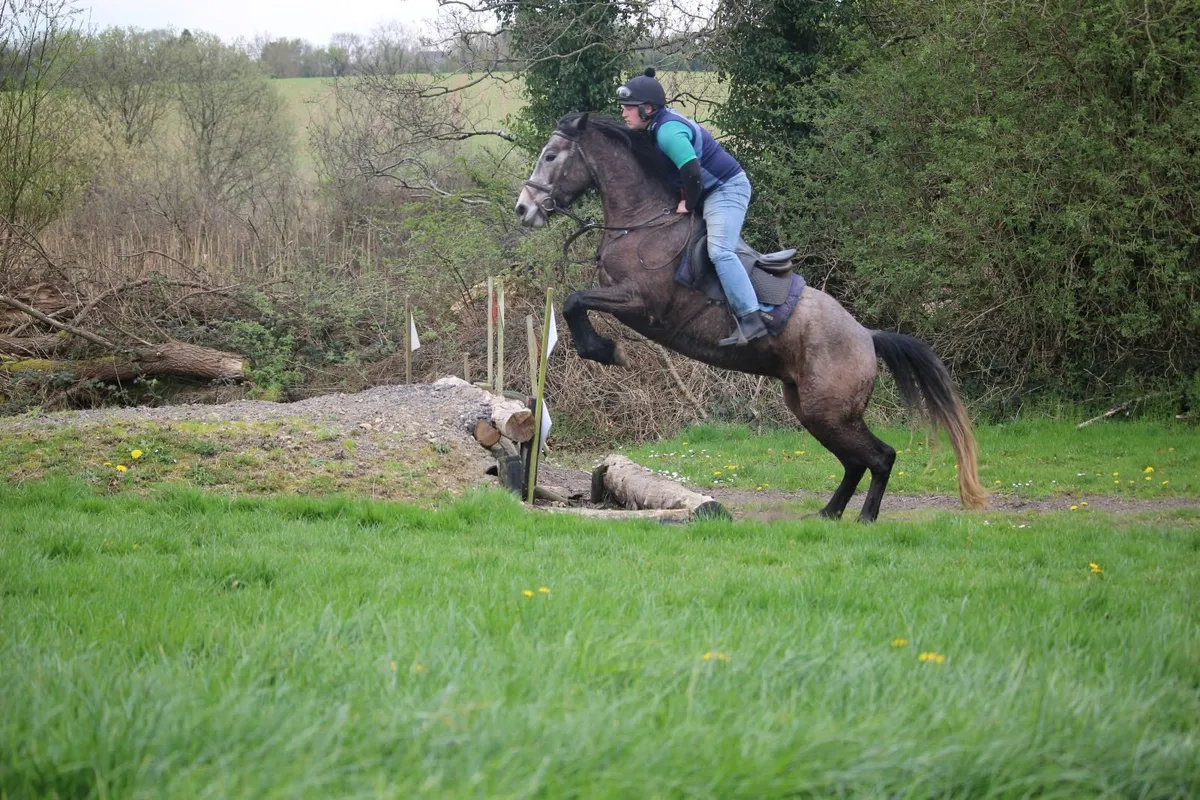 15.2h 5 year old grey gelding lot 428 GORESBRIDGE - Image 3
