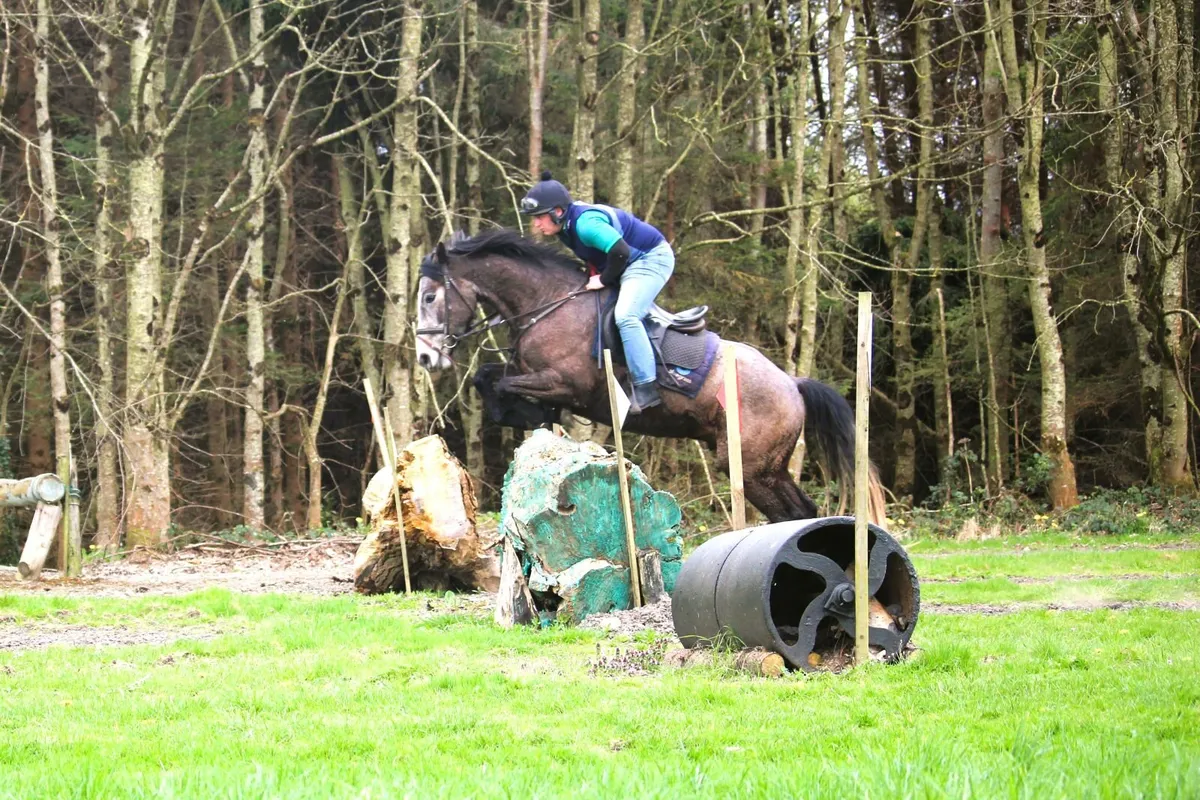 15.2h 5 year old grey gelding lot 428 GORESBRIDGE - Image 4