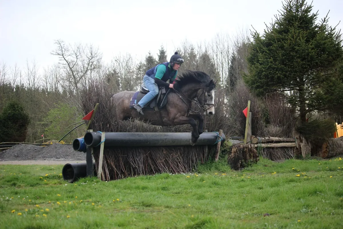 15.2h 5 year old grey gelding lot 428 GORESBRIDGE - Image 1