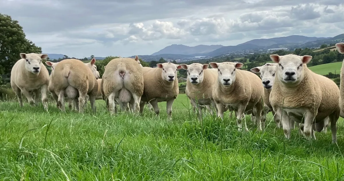 Texel Rams - Image 3