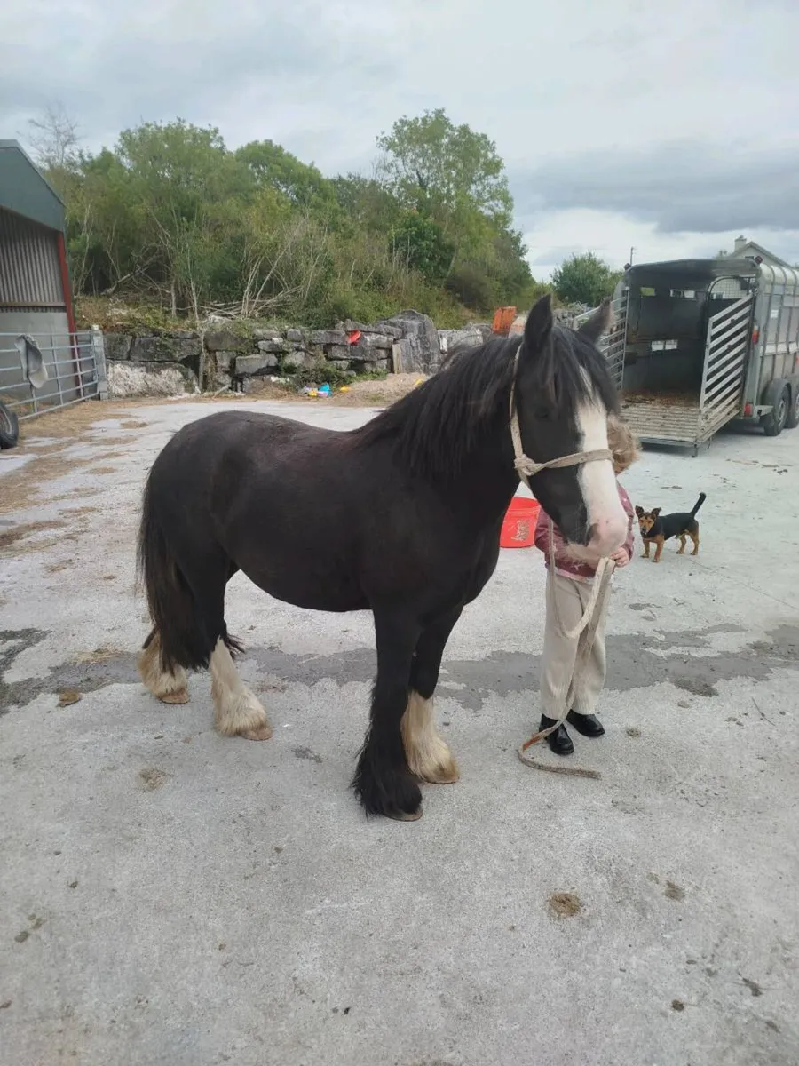 12.2 kids cob broken and riding - Image 1