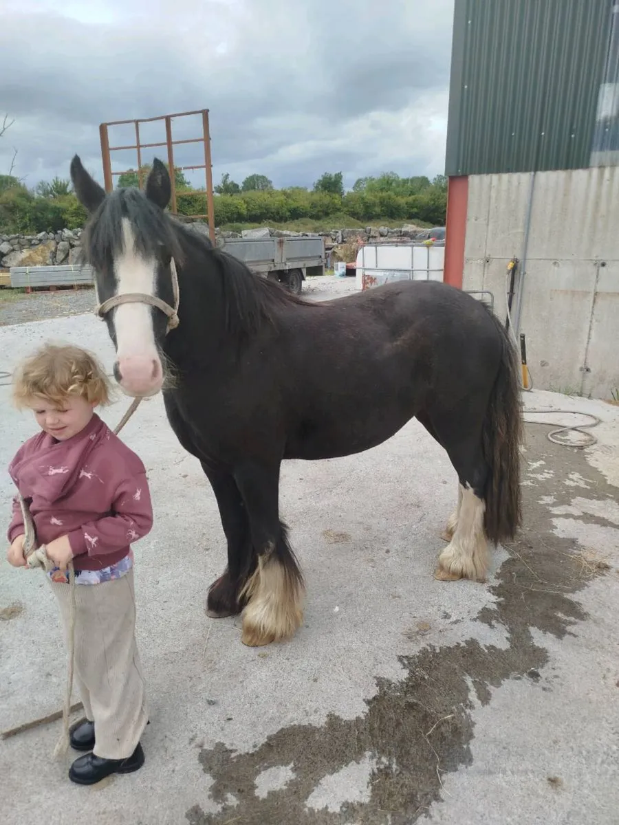 12.2 kids cob broken and riding - Image 3