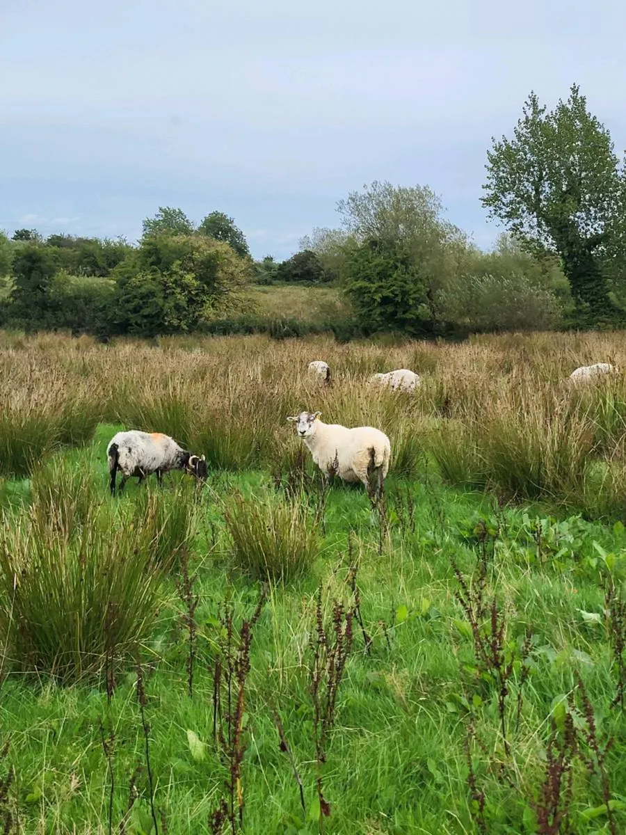 60 ewes - Image 2
