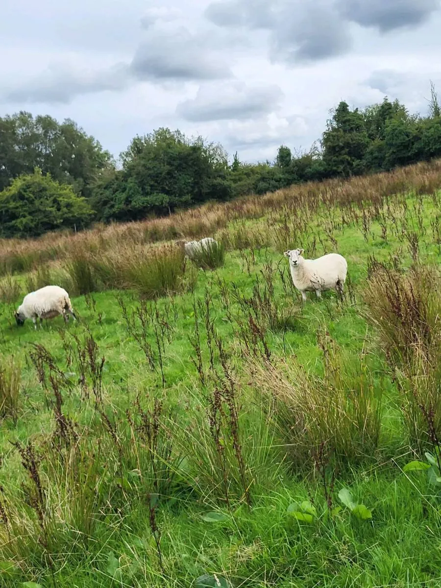 60 ewes - Image 3