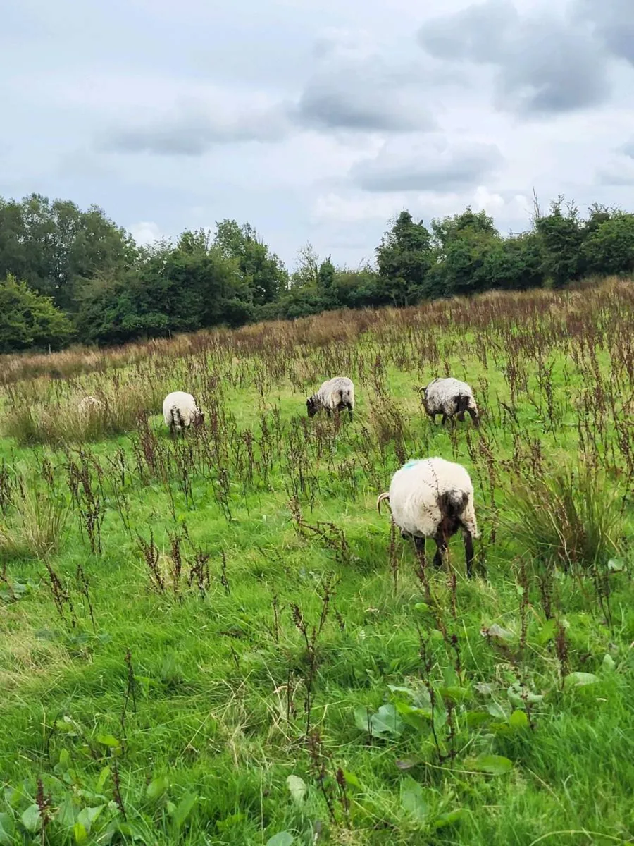 60 ewes - Image 4