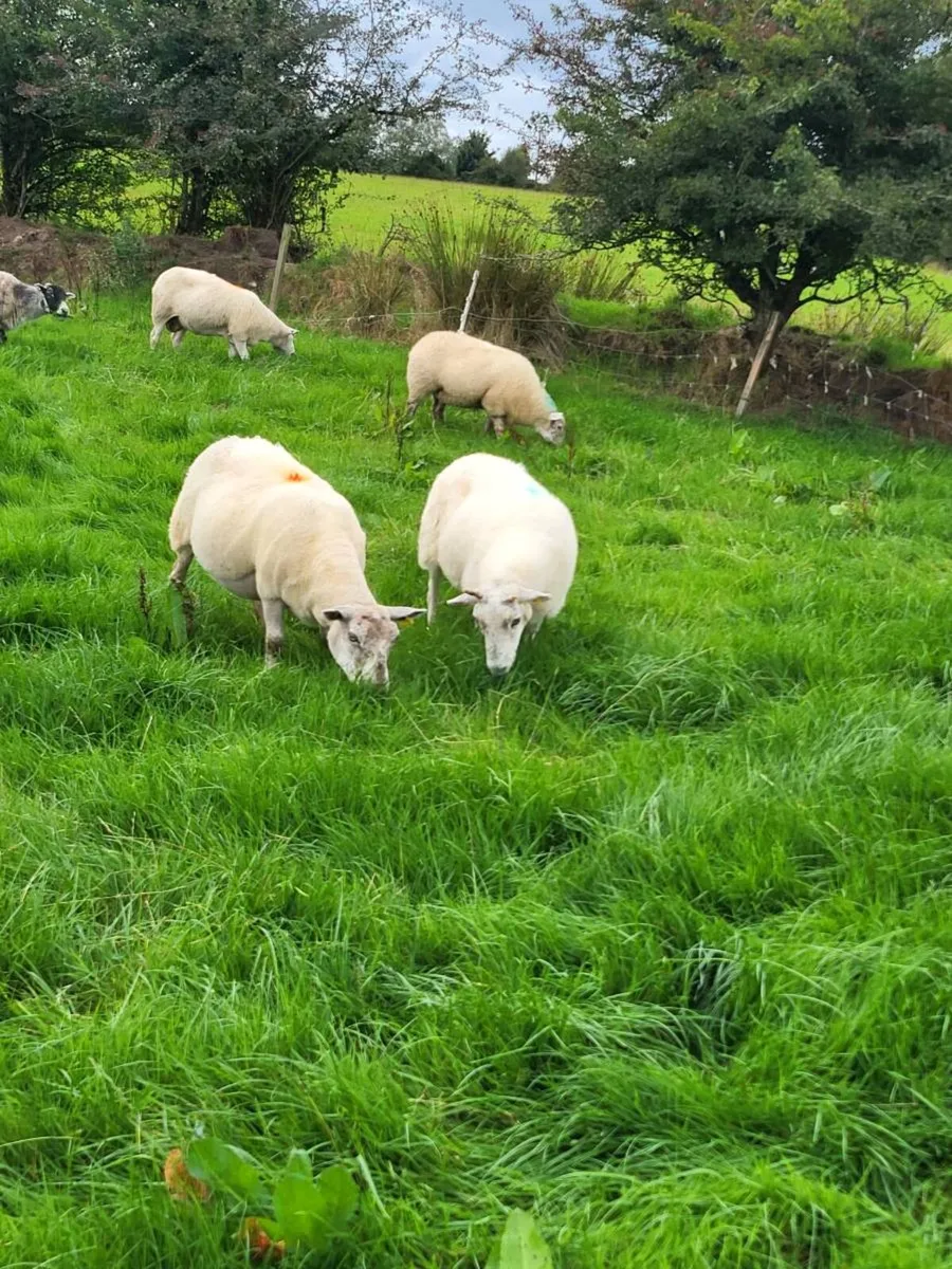 60 ewes - Image 1