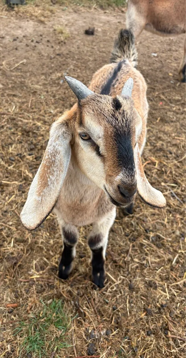 Nubian goat buckling - Image 1