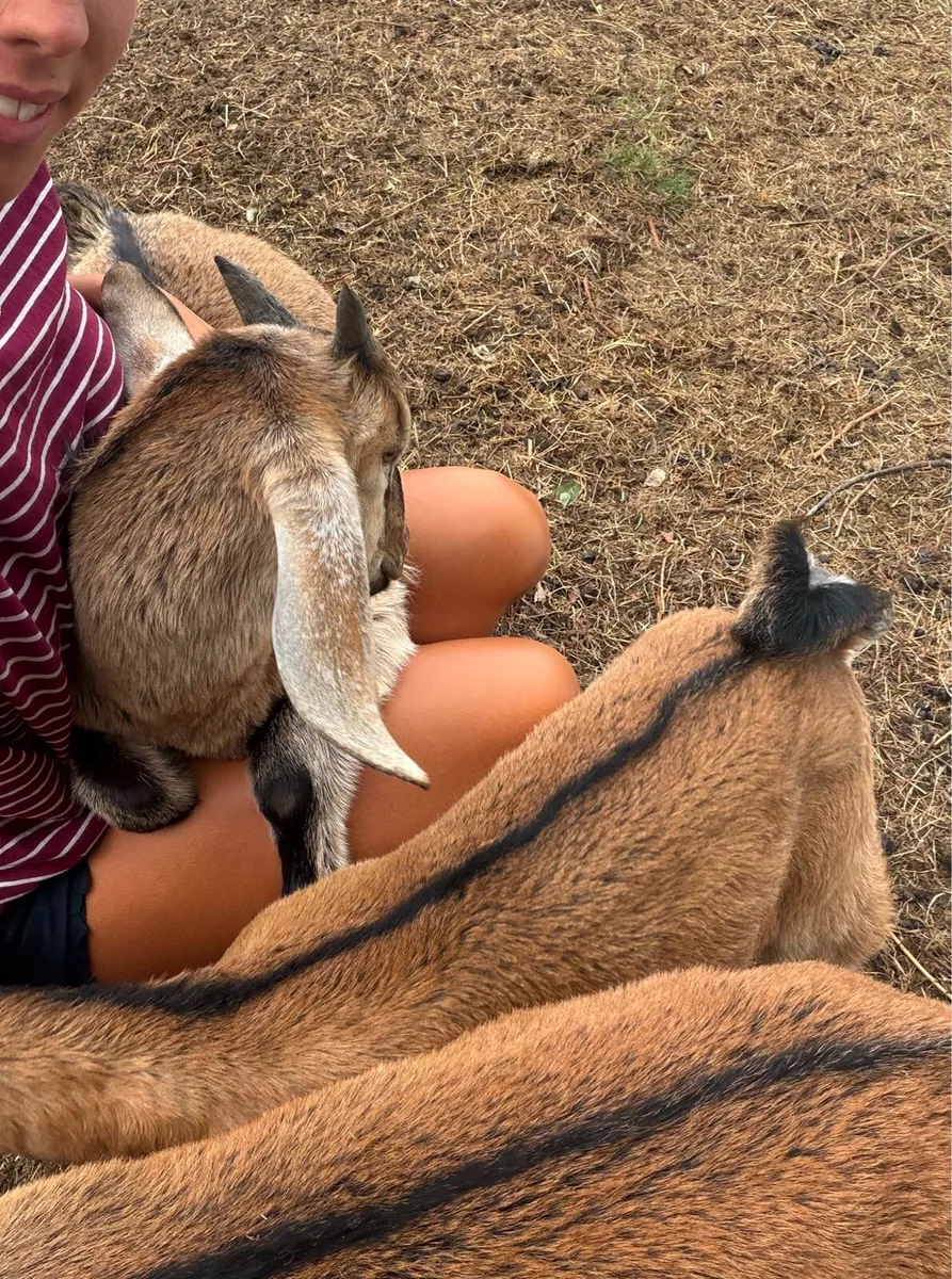 Nubian goat buckling - Image 4