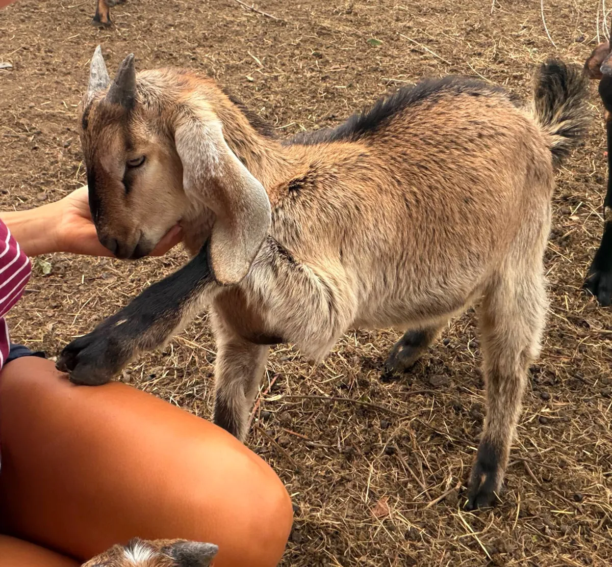 Nubian goat bucklings - Image 3
