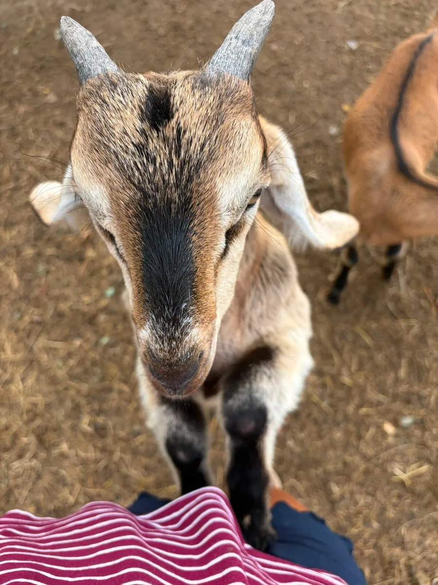 Nubian goat bucklings - Image 4