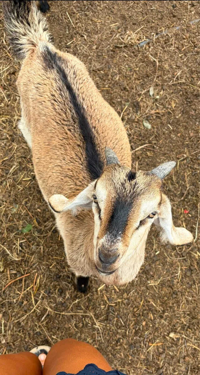 Nubian goat buckling - Image 2