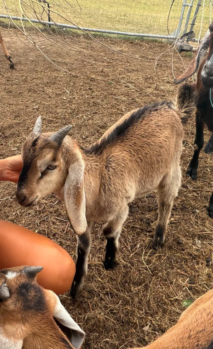 Nubian goat buckling - Image 3