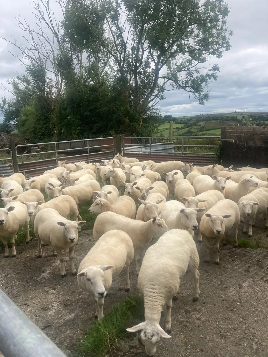 Hoggets - Image 1