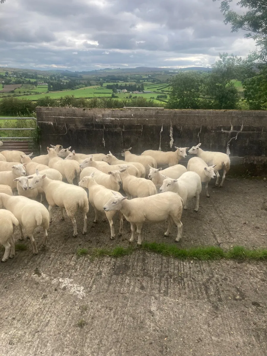Hoggets - Image 2