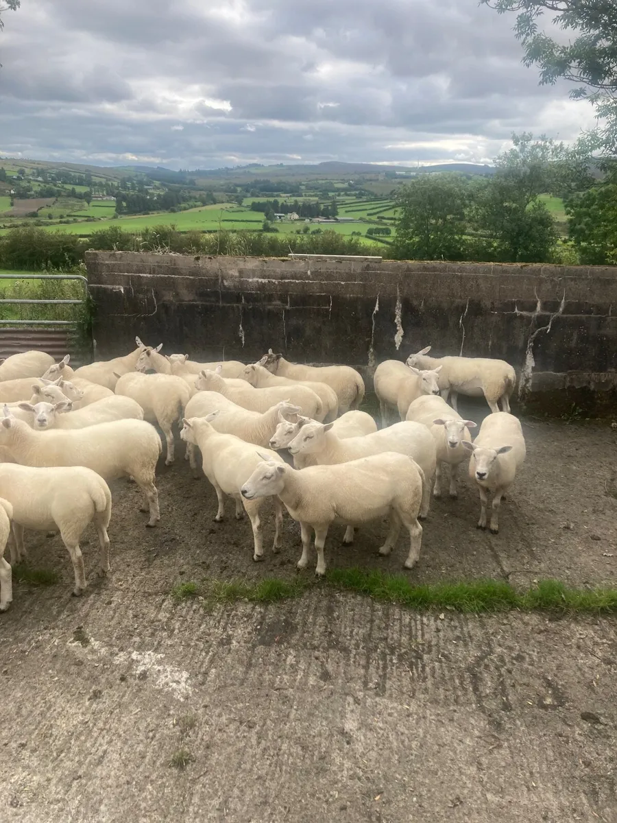 Hoggets - Image 3