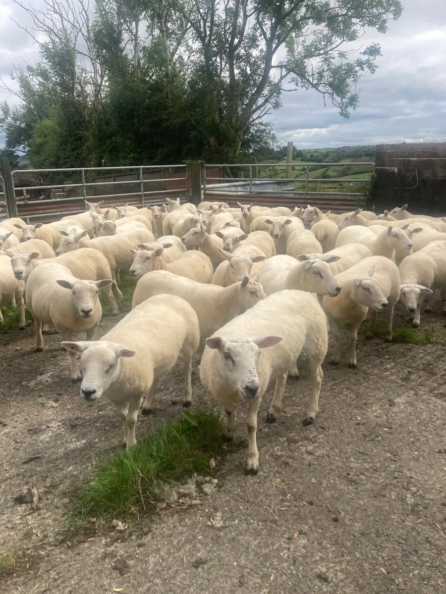 Hoggets - Image 4