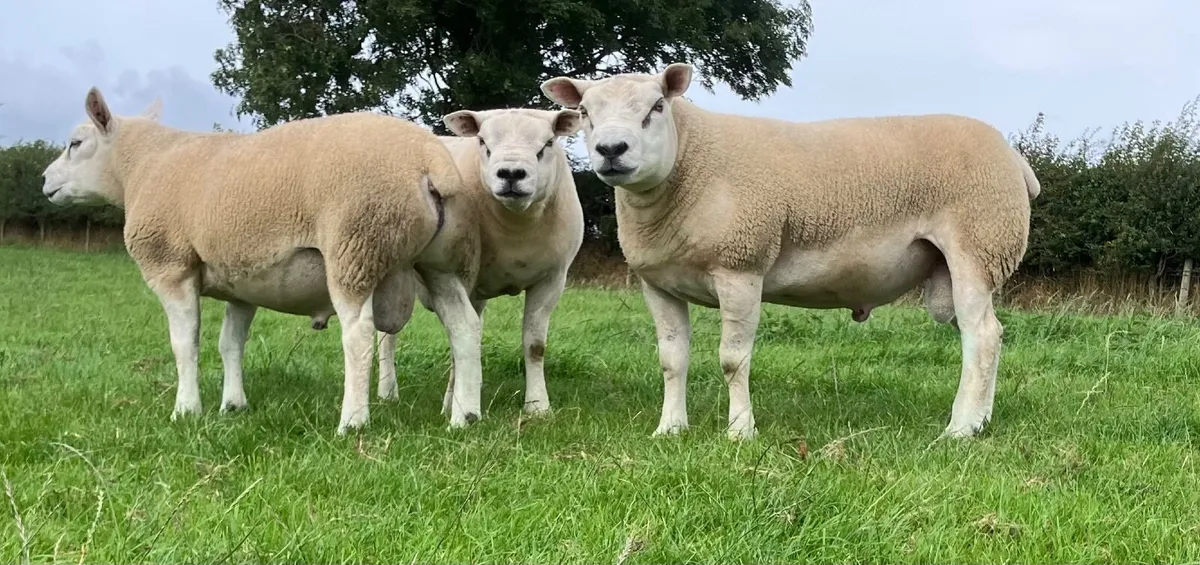 Texel Rams - Image 1
