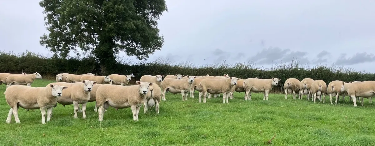Texel Rams - Image 2
