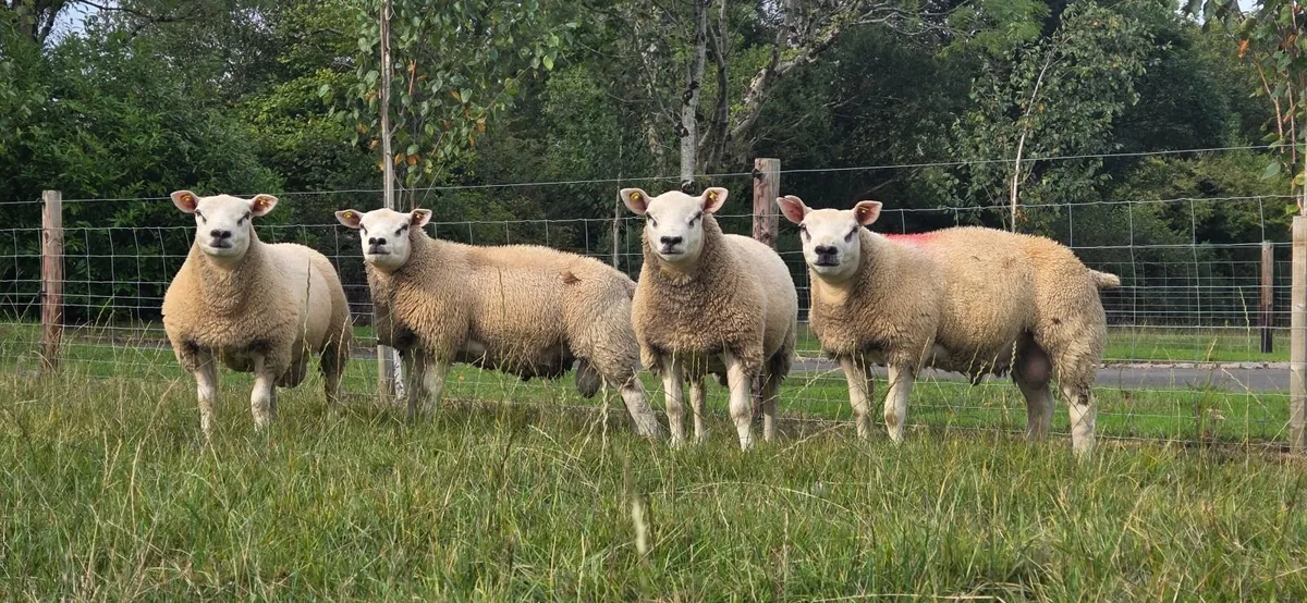 Texel ram lambs PBR
