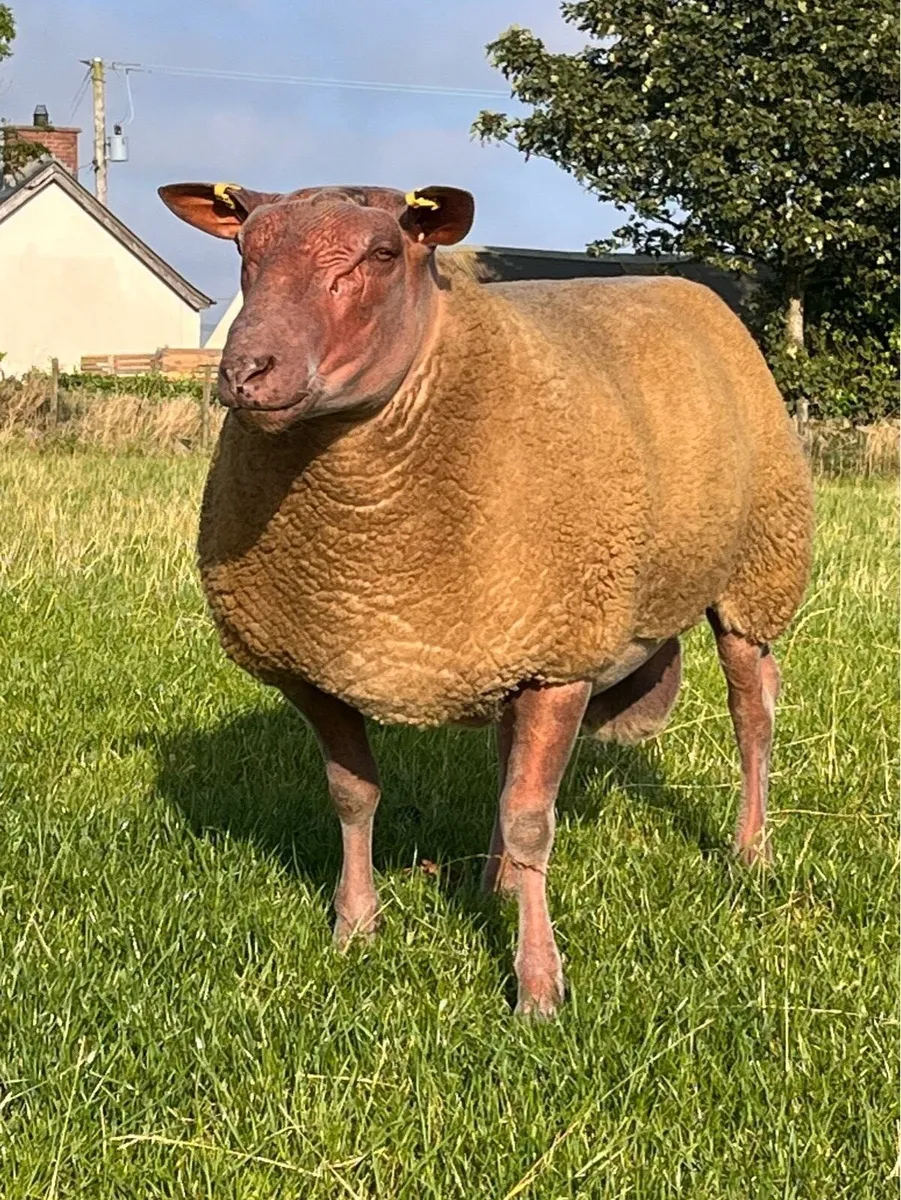Rouge rams - Image 1