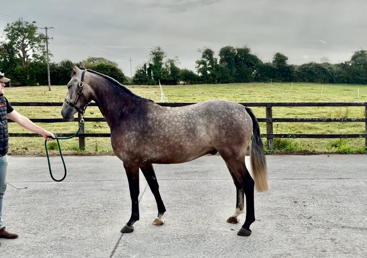 Very Smart & Talented 3 yr Old Gelding. - Image 1