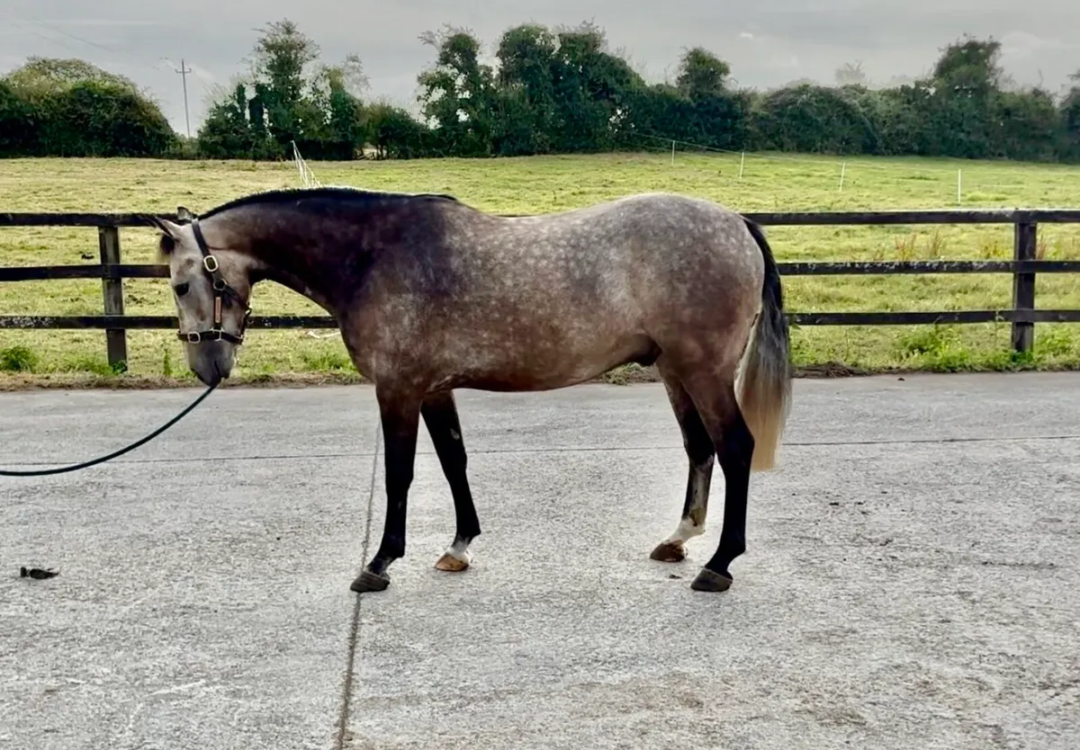 Very Smart & Talented 3 yr Old Gelding. - Image 2