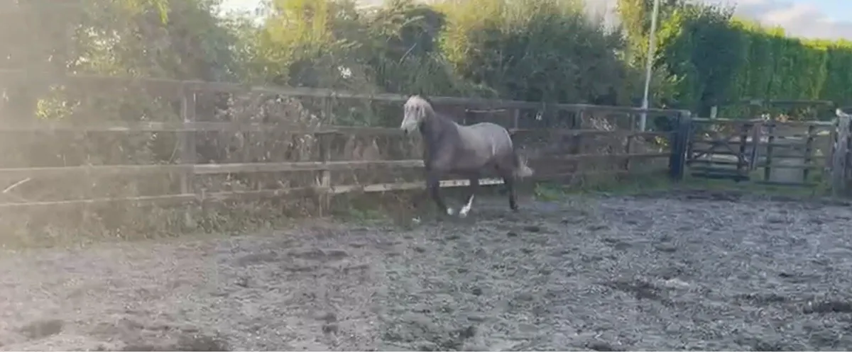 Very Smart & Talented 3 yr Old Gelding. - Image 3