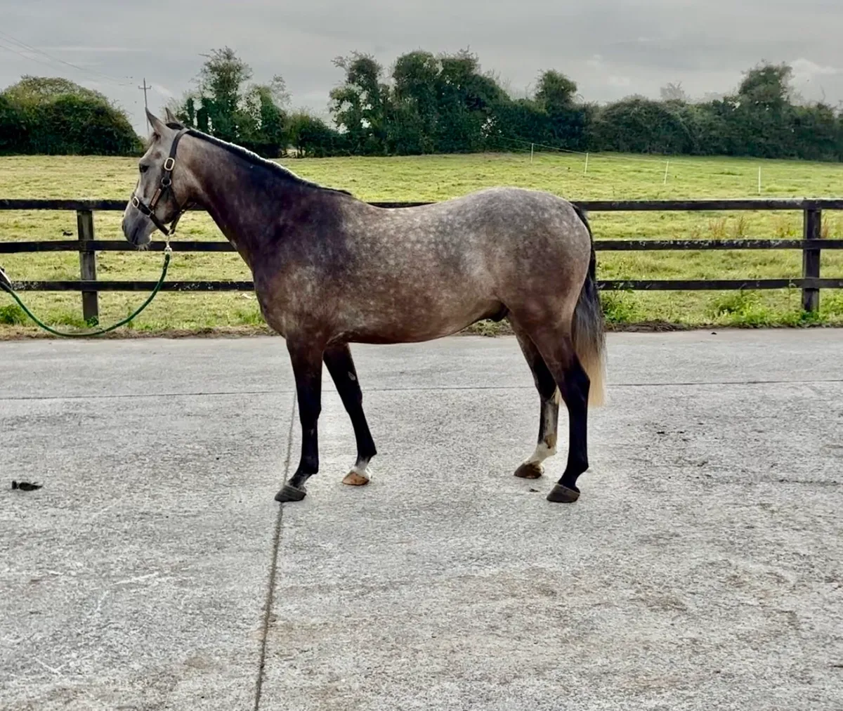 Very Smart & Talented 3 yr Old Gelding. - Image 4