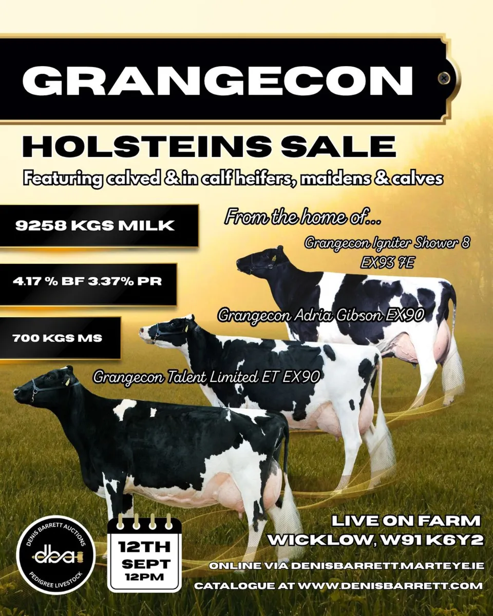Holsteins- Grangecon Holsteins Sale 12th Sept - Image 1